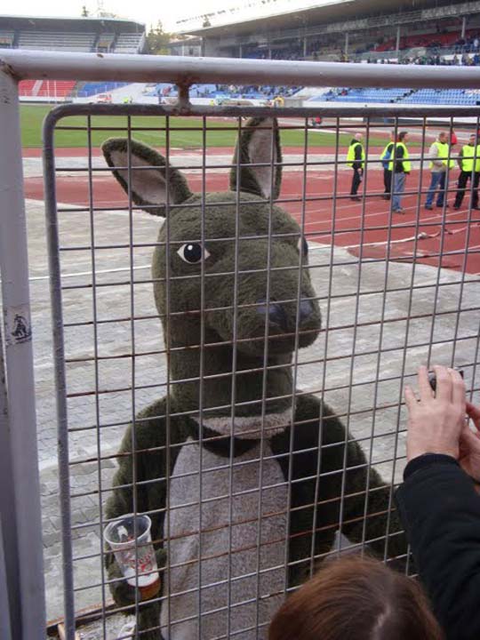 bohemians1905_mascotte6