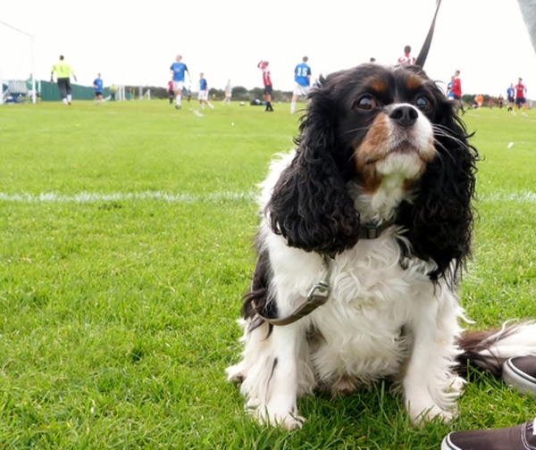 nonleaguedog